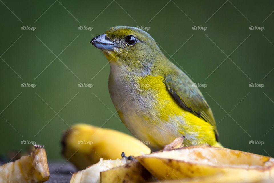 Small green yellow bird . Small green and yellow bird next to banana. Blurry green background. Sharp eye. Several fruits