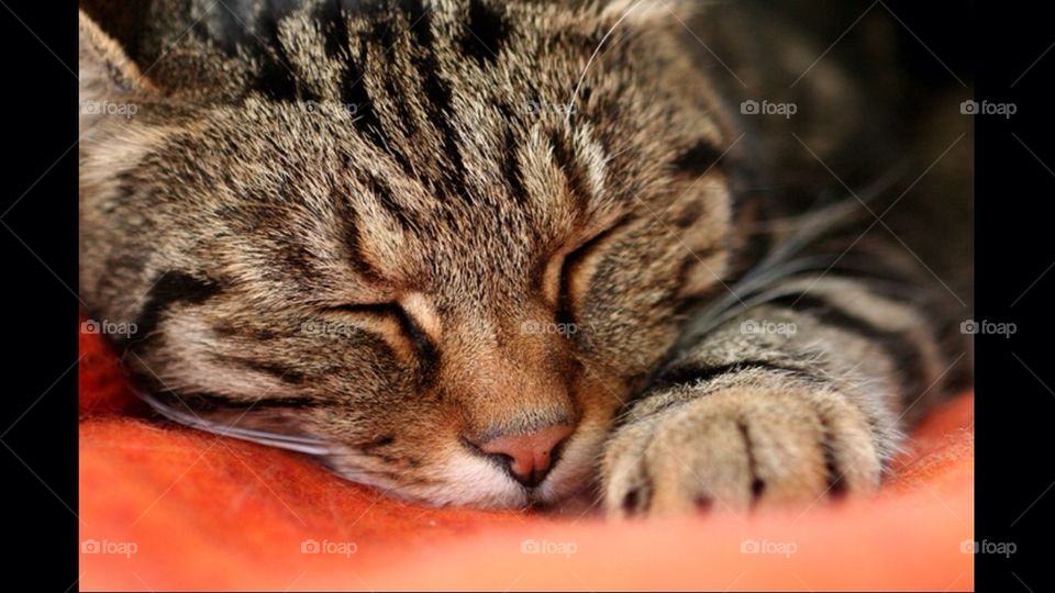 Sleepy cat