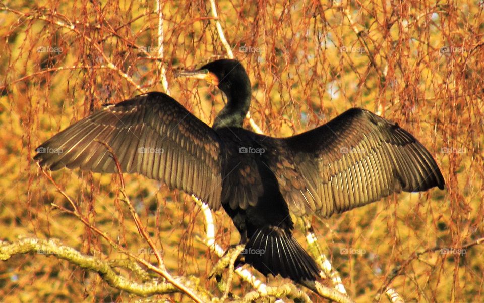 Cormorant