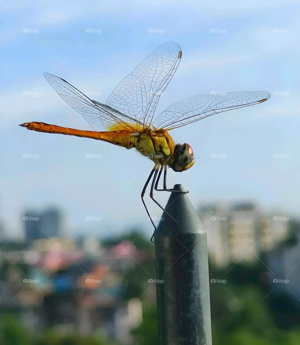 dragonfly