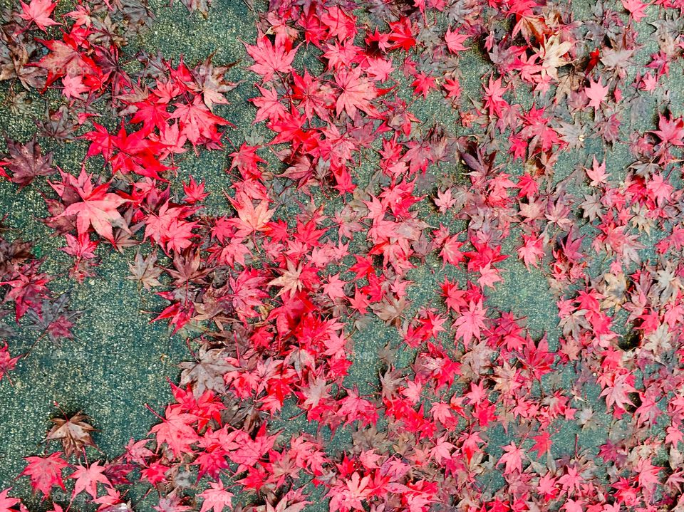 Red fallen leaves on pavement