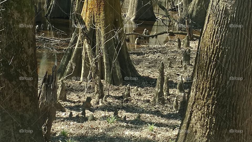 Tree, Wood, Nature, No Person, Old