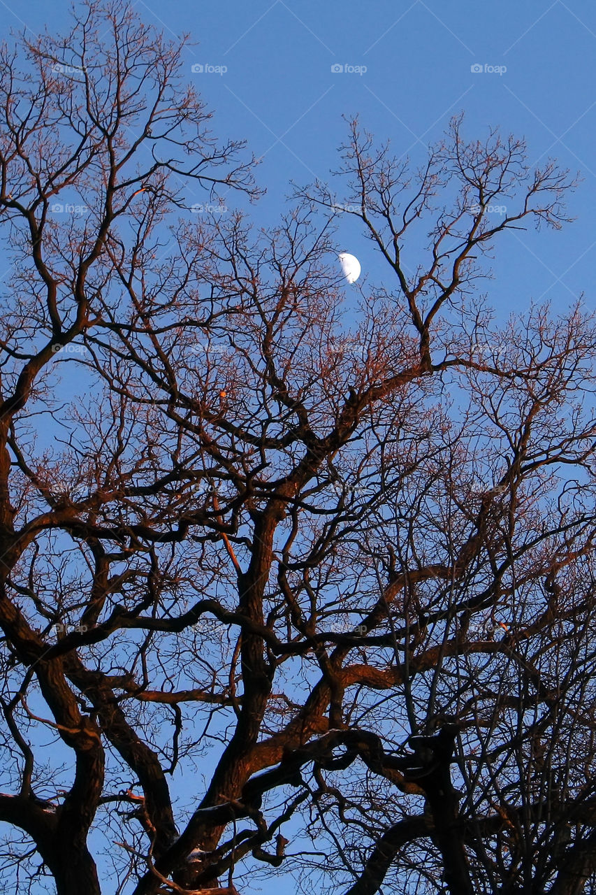 moon in the tree