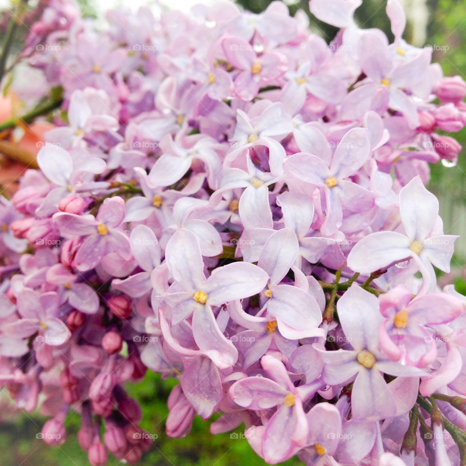lilacs season
