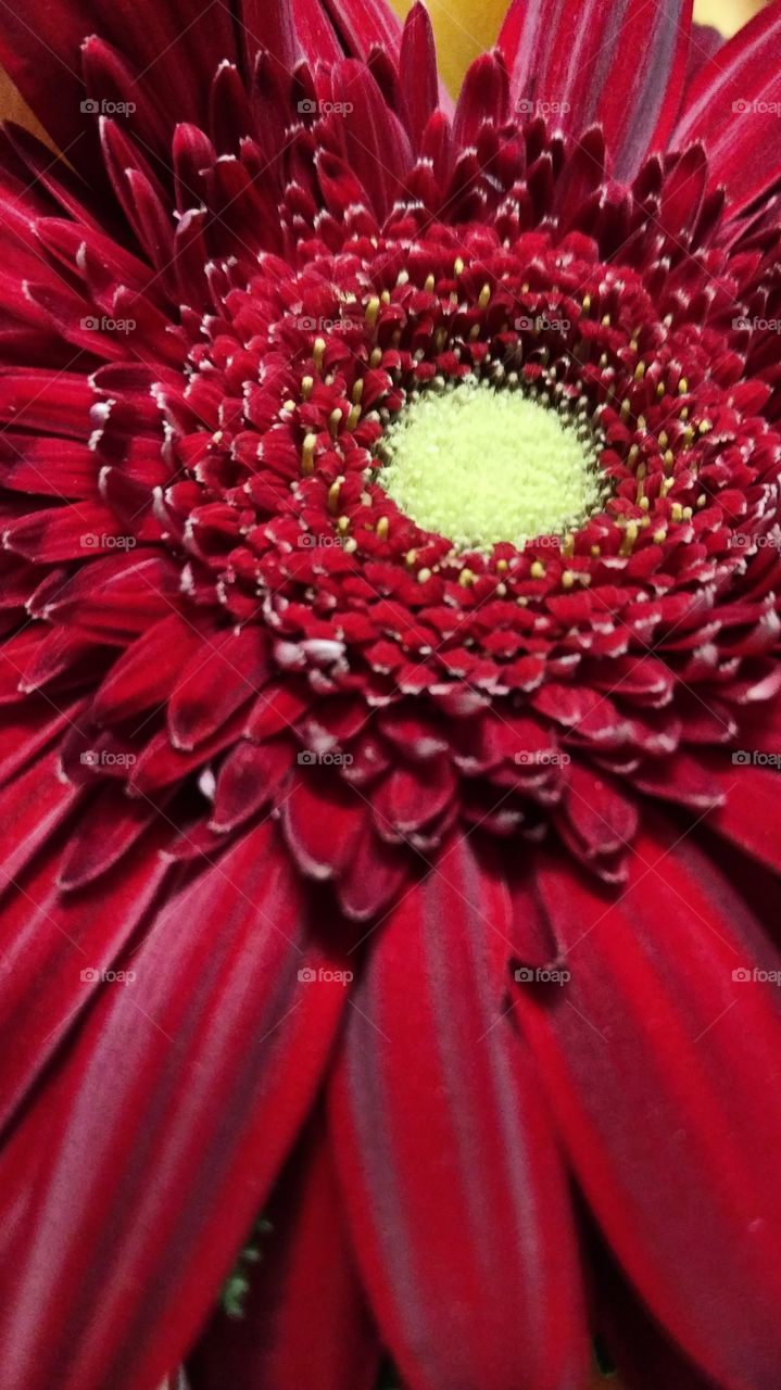 Gerber Daisy