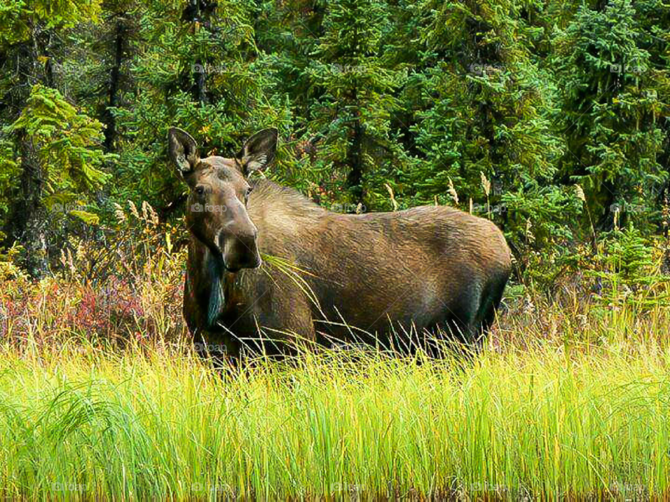 huge elk feeding on grass