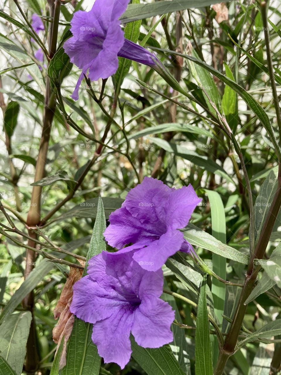 Purple flowers in Florida 
