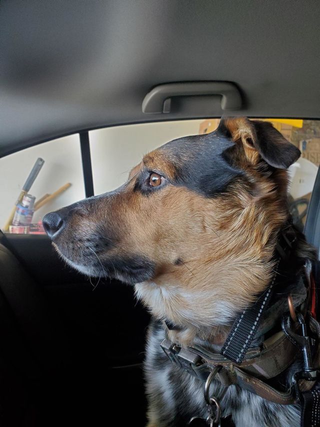 Texas Heeler