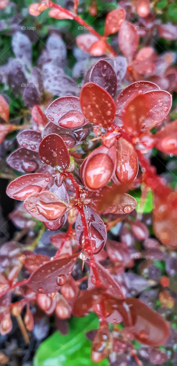"The rain began again. It fell heavily, easily, with no meaning or intention but the fulfilment of its own nature, which was to fall and fall."
-Helen Garner.