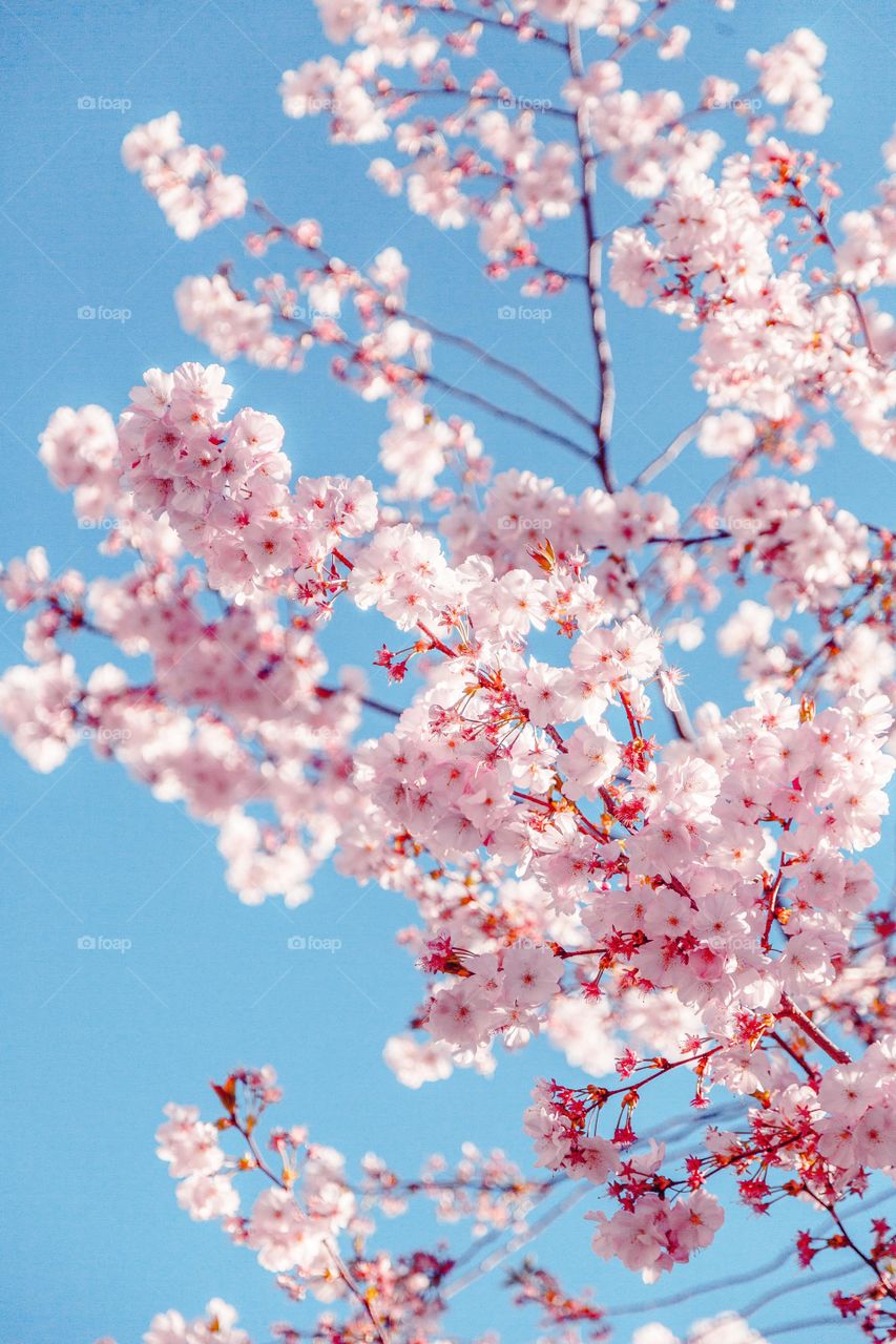 blossom tree