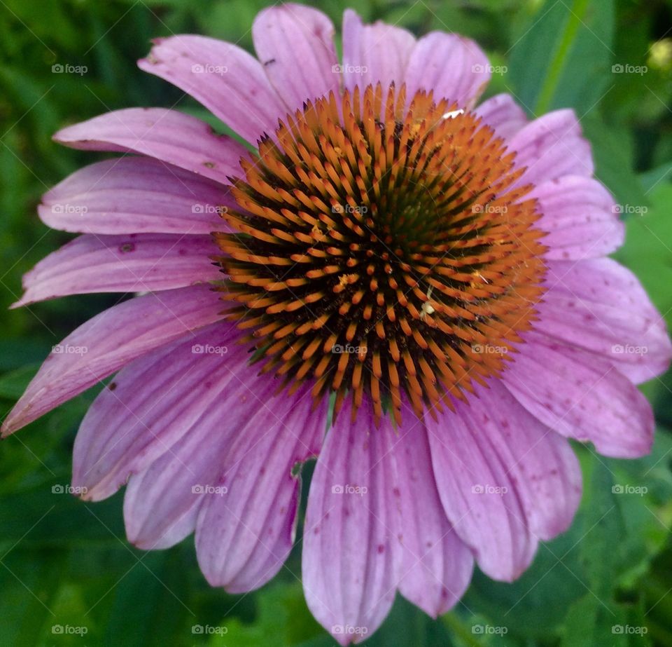 Purple Story - Echinacea Closeup