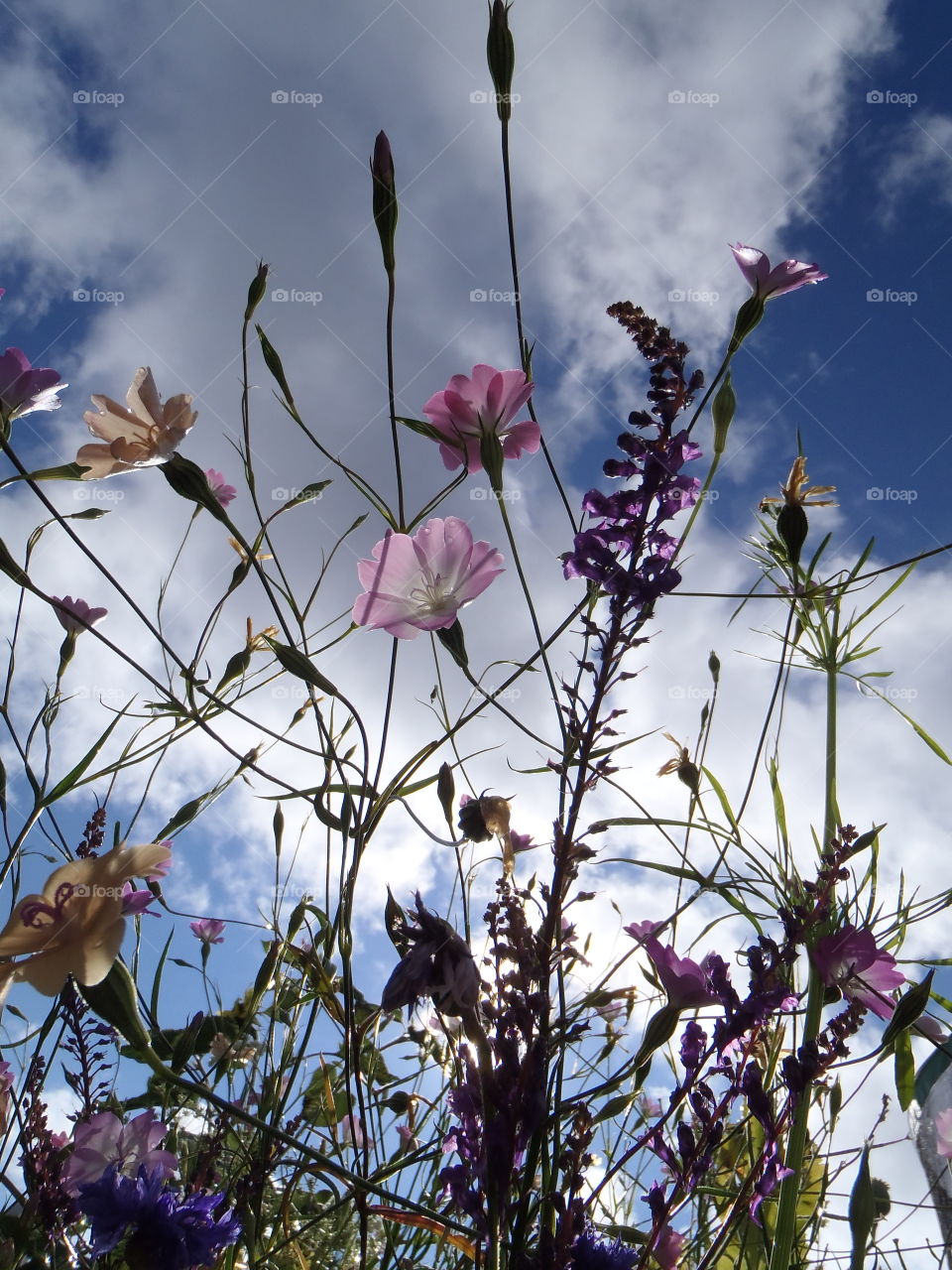 Clouds and flowers