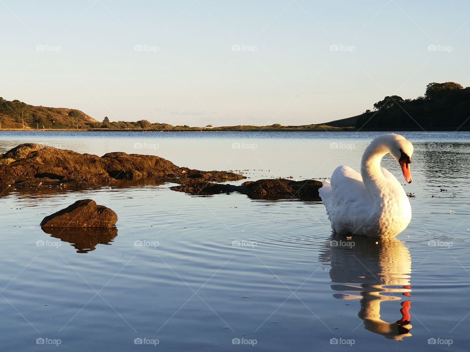 Swan in Ireland