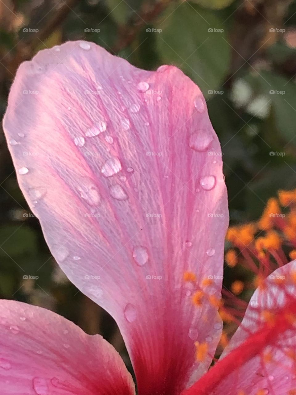 Beautiful purple flower