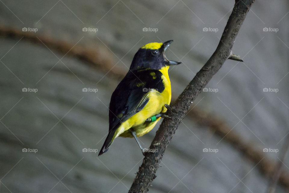 Beautiful tropical songbird - svart gul fågel på gren sjunger