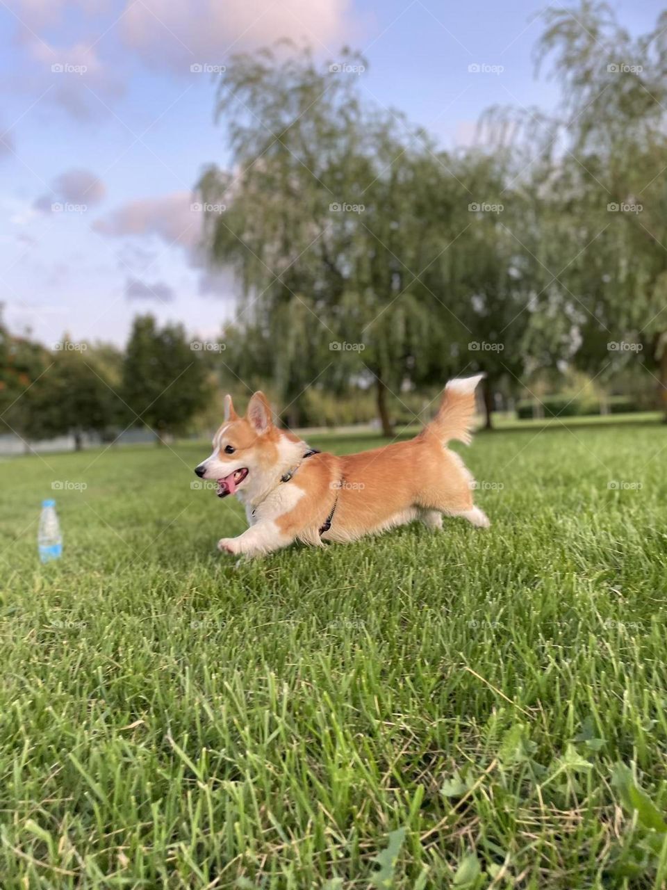 Братья наши меньшие