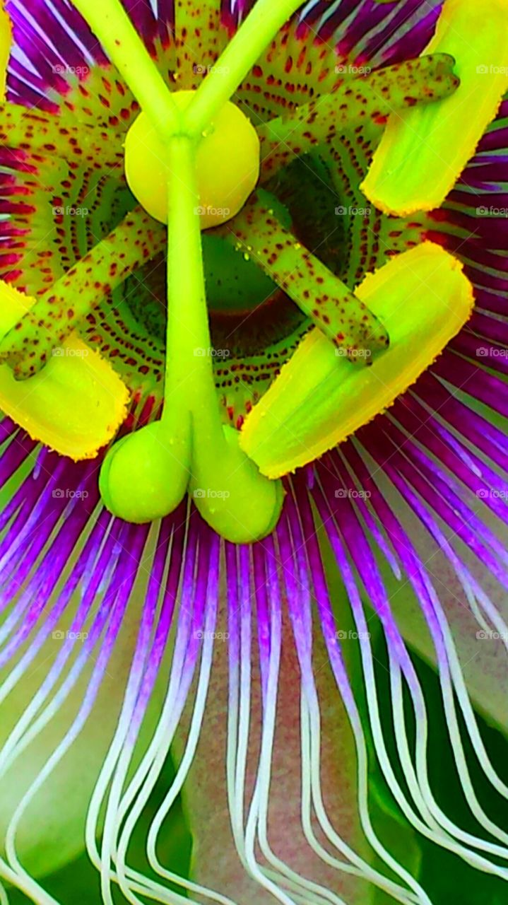 "Colorful Passion Flower"