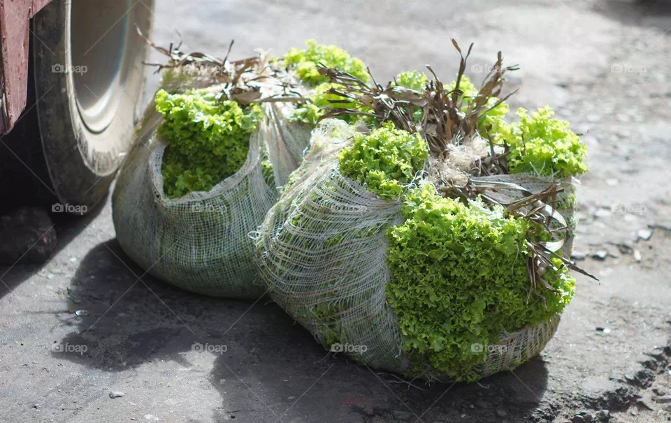 Salad