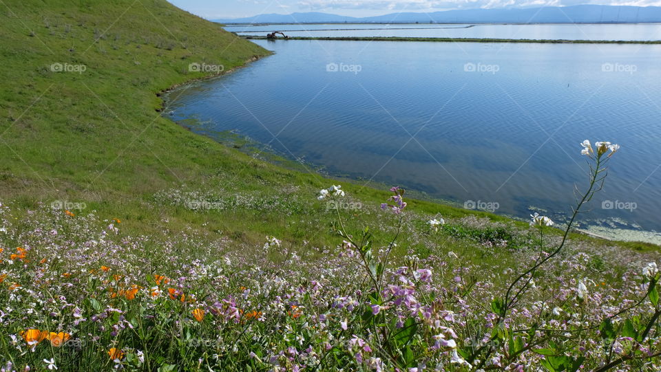 Wildflowers on the hills by the bay