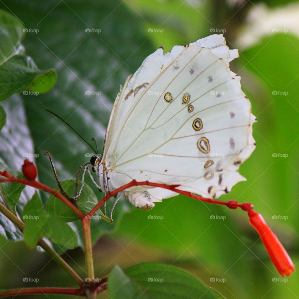 Vision in white 