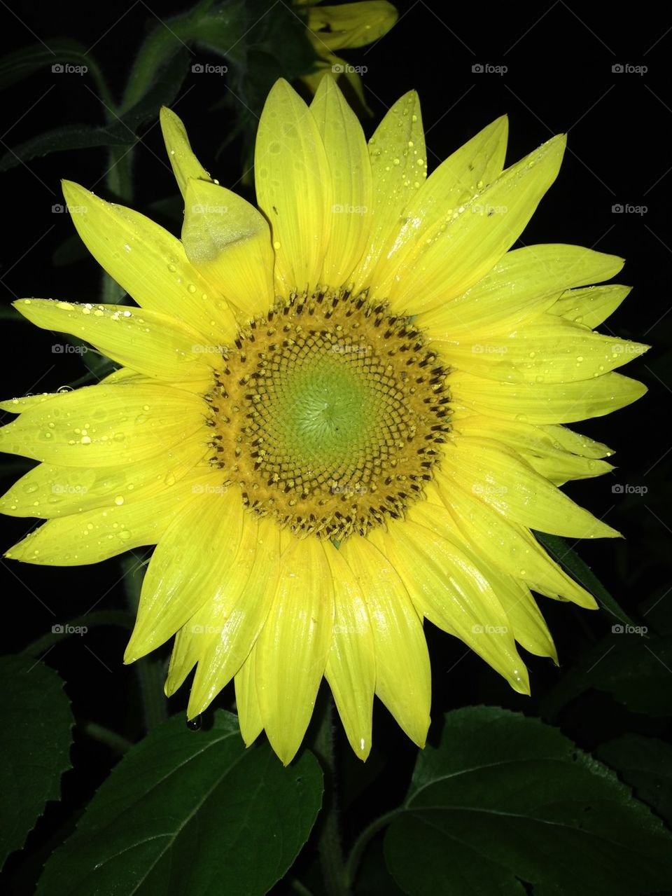 Sunflower at night