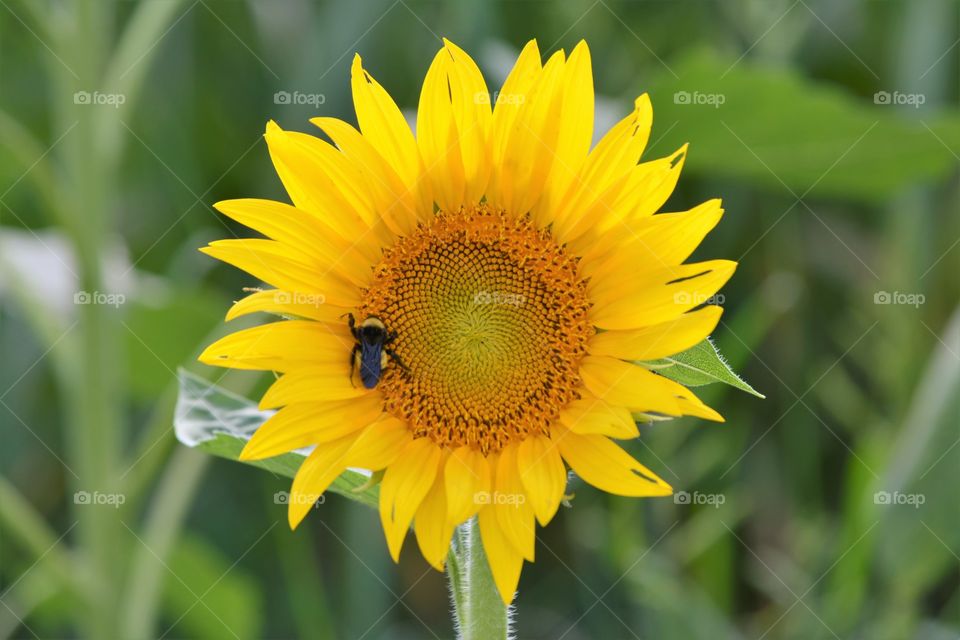 Sun Flower with Bumblebee in Elizabethtown Kentucky