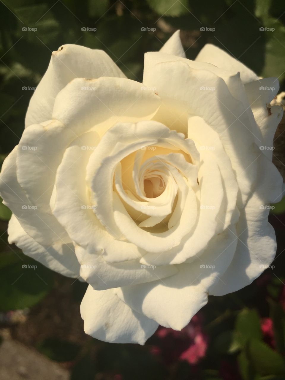 Flower, Rose, Petal, Wedding, Blooming