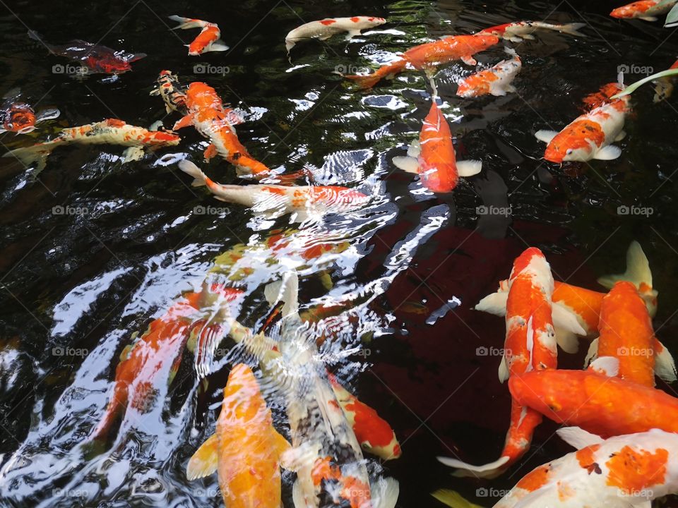 Fancy​ carp​ koi fish​