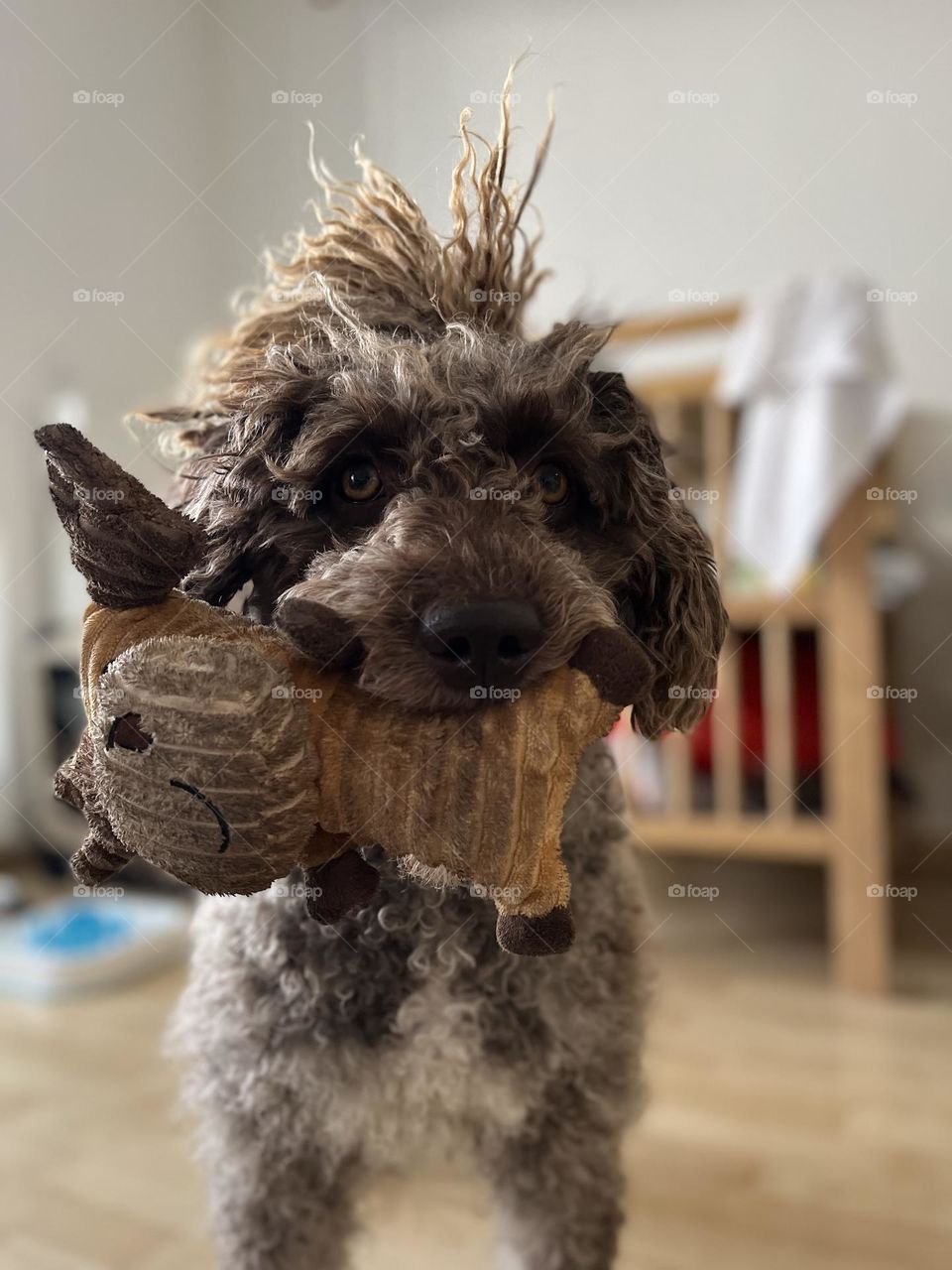 I am not leaving my favourite toy here