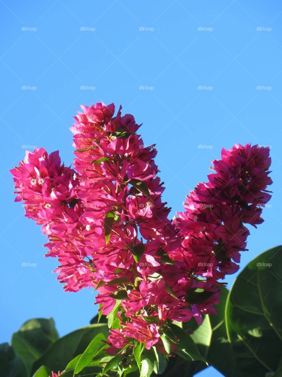bougainvillea flower 🌺