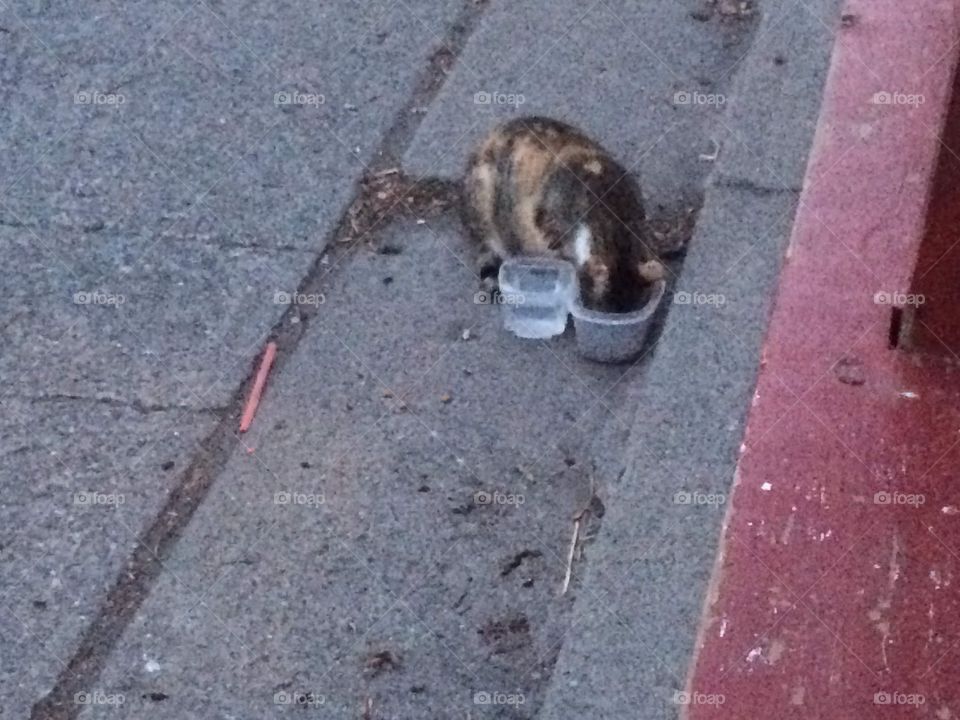 Momma cat at outdoor feeding station