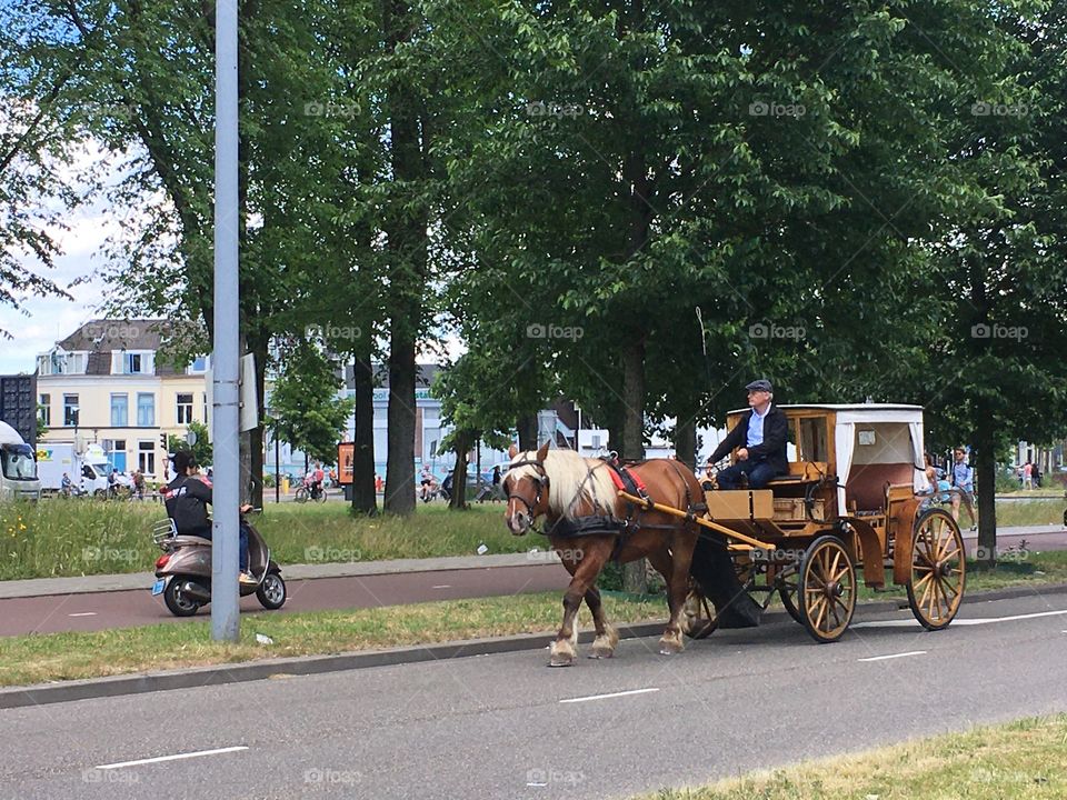 horse carriage on the road