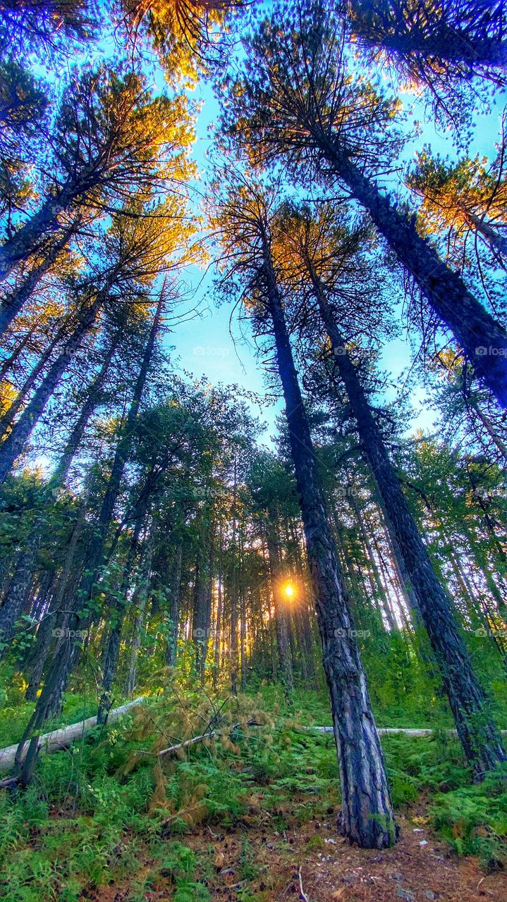 That beautiful moment of serenity when light, color and scent make the atmosphere become magical 