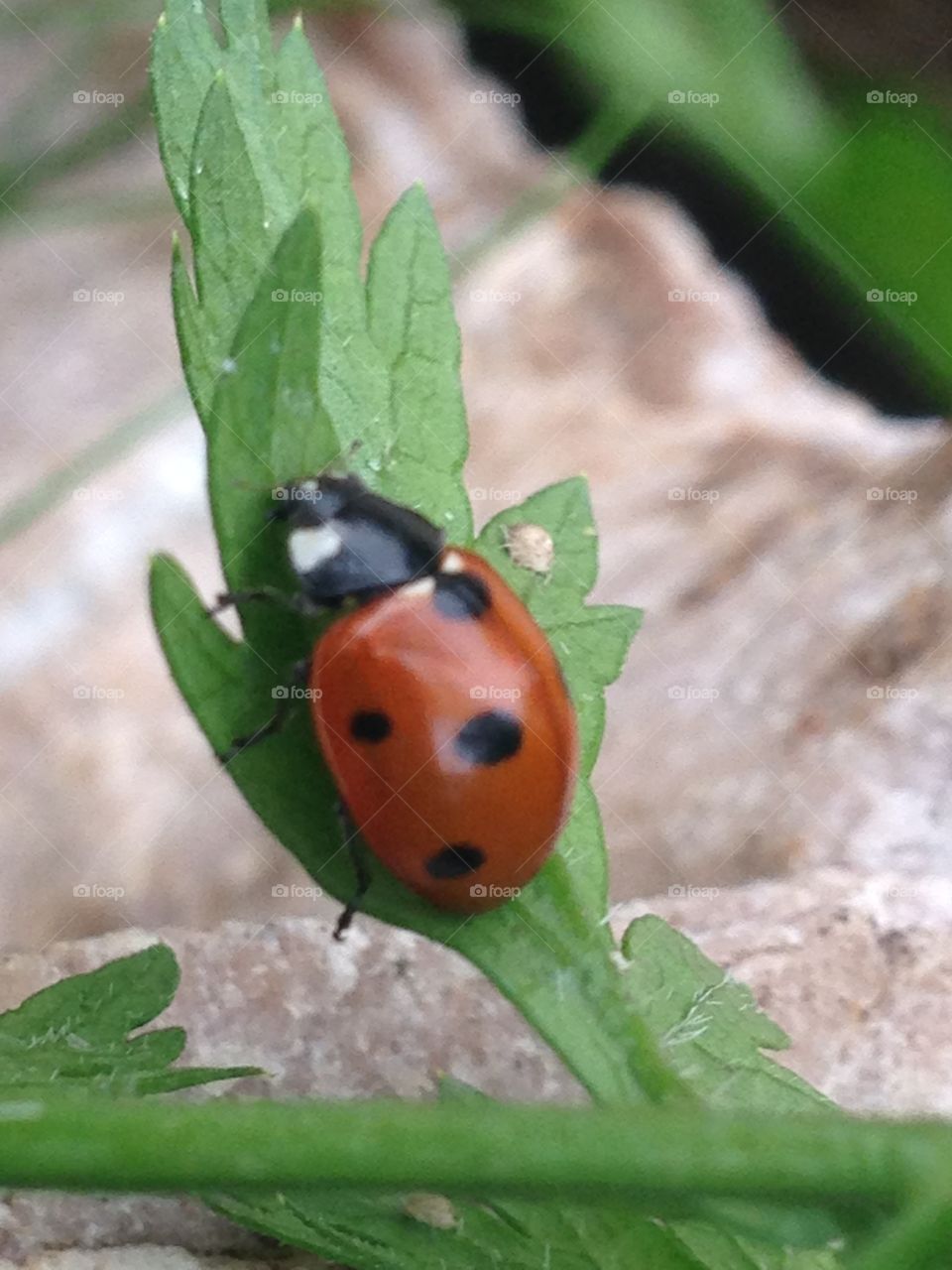 Ladybug