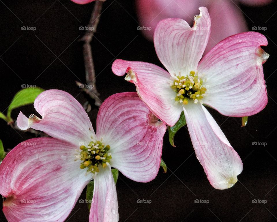 Flowering dogwood