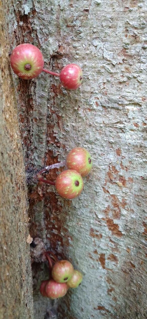 This tree bears fruit on the main tree in all parts of the tree body