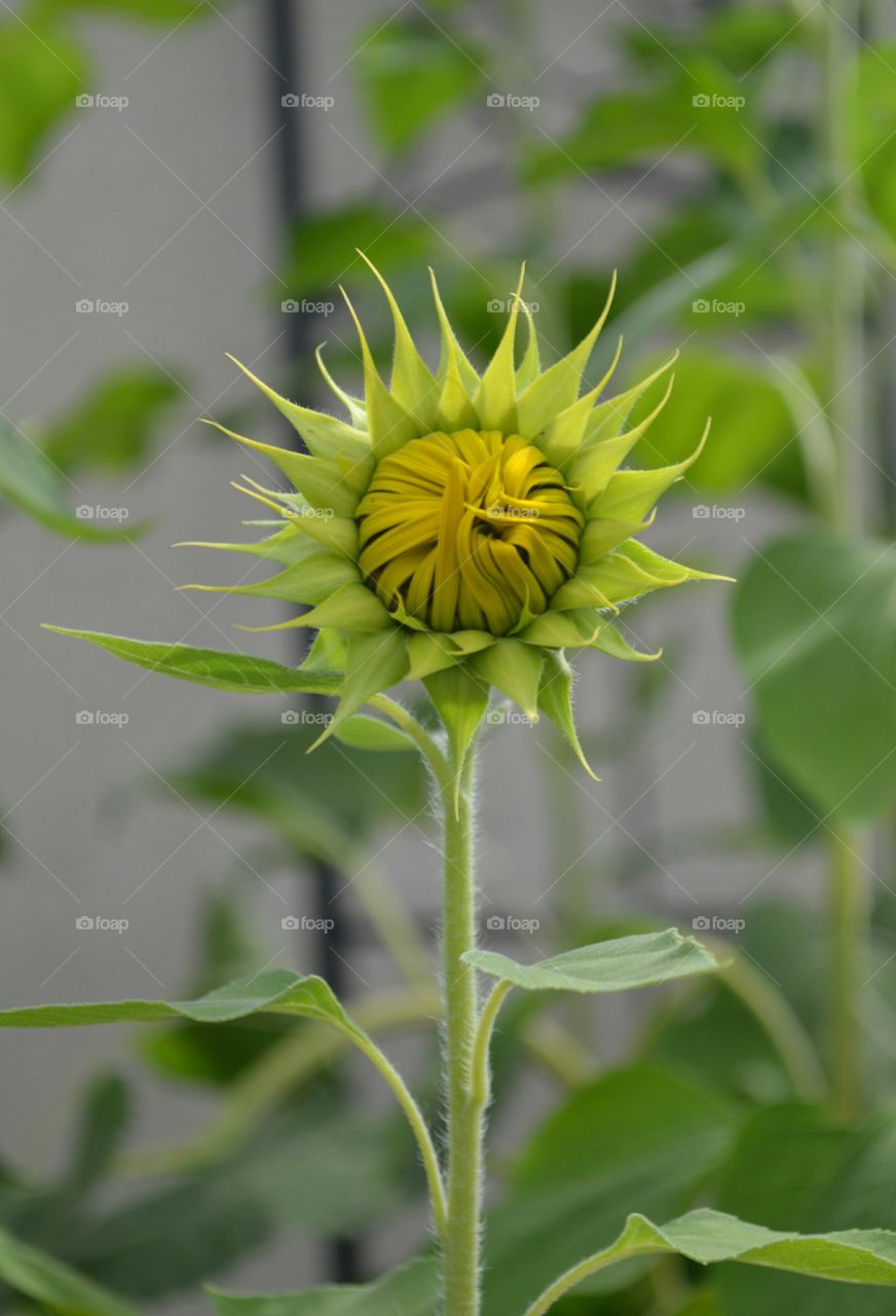 Sunflower Bud