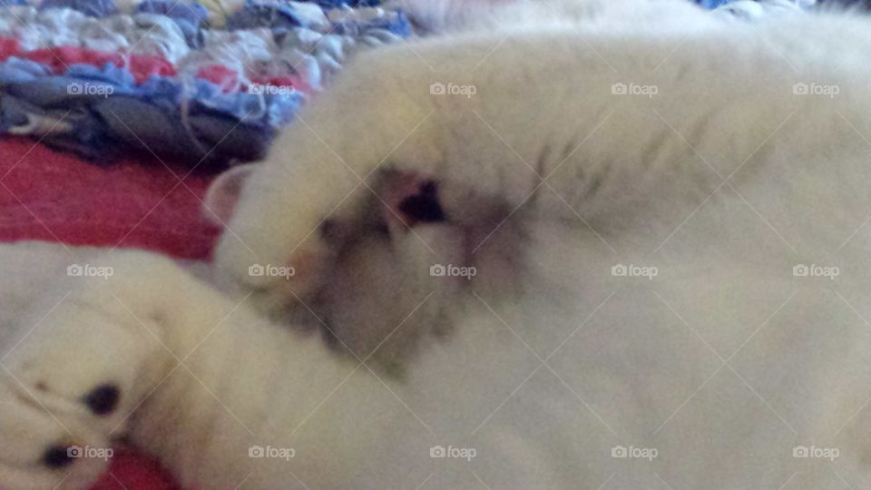 Leave Me to My Nap! Cutest Pets