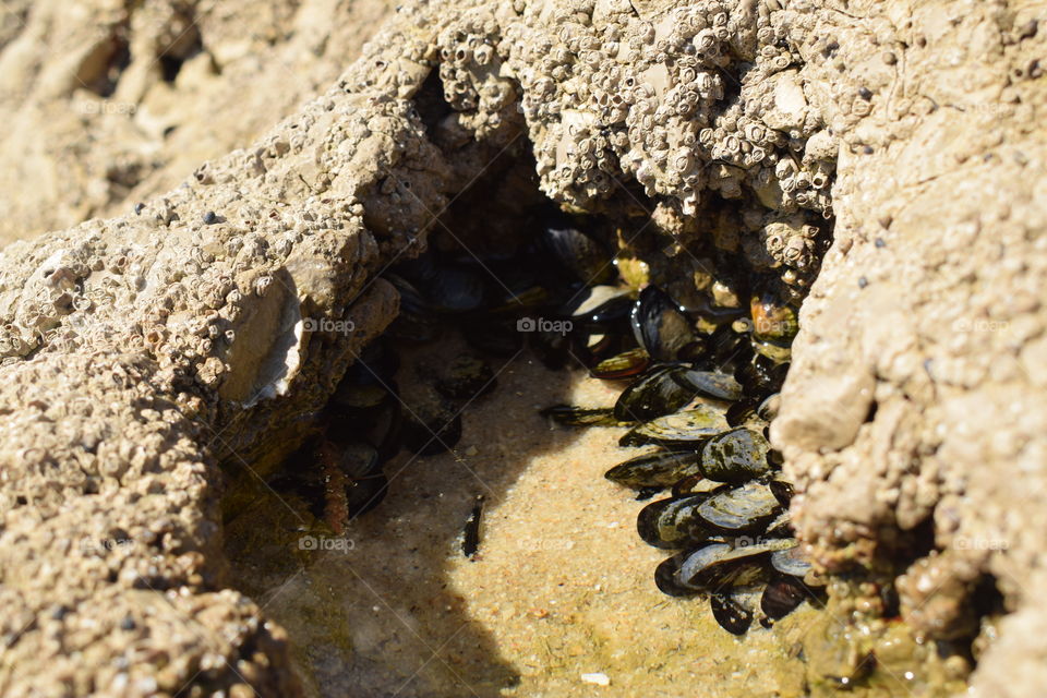 Rock mussel