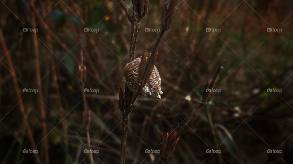 dry plants in winter season