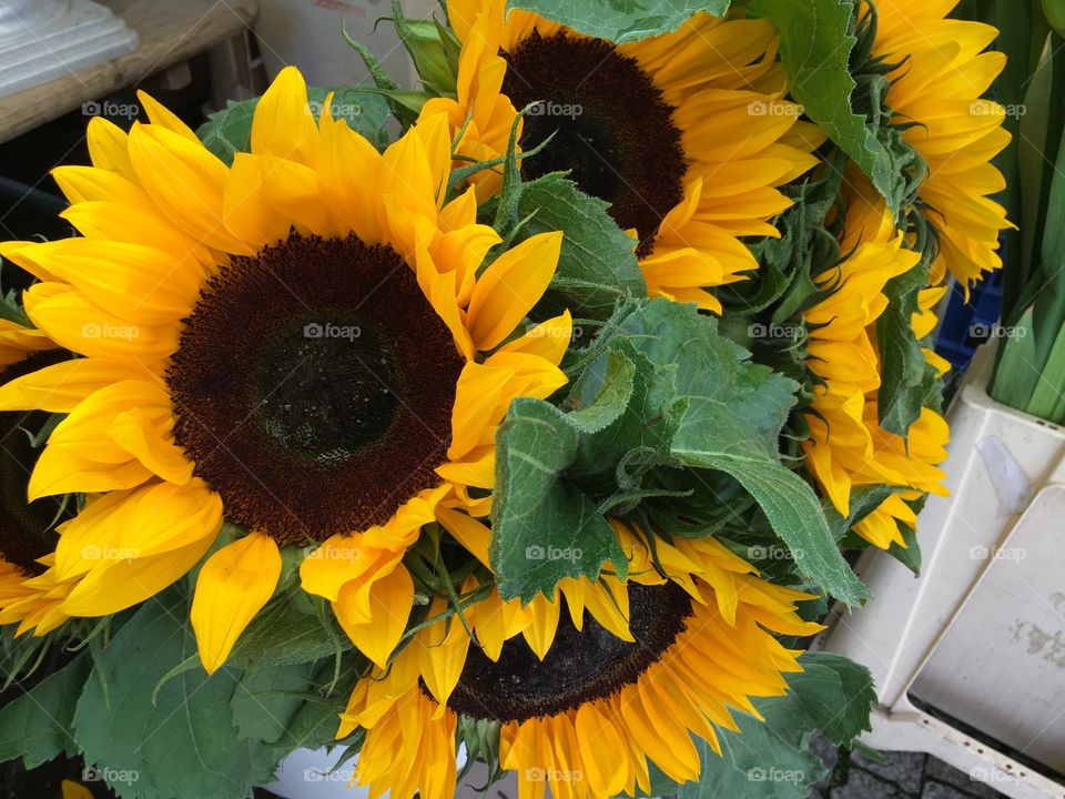 Bright sun flowers 