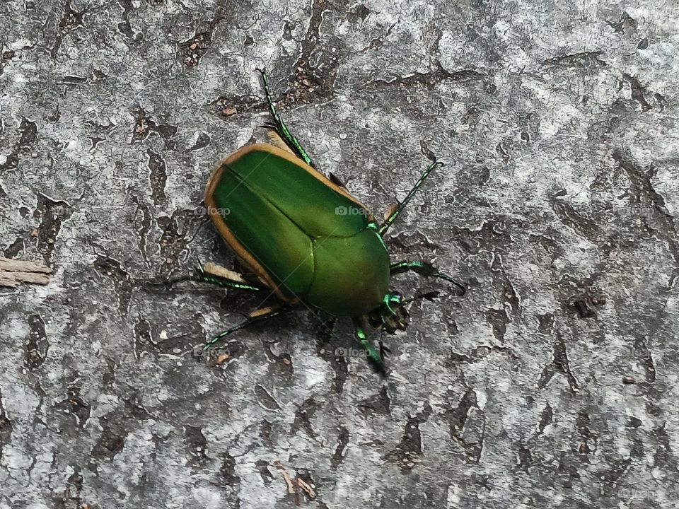 Cool Beetle