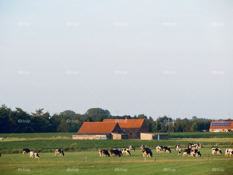 Dairy farm-Cows graze peacefully in the foreground with the farm buildings nestling picturesquely in the background. 