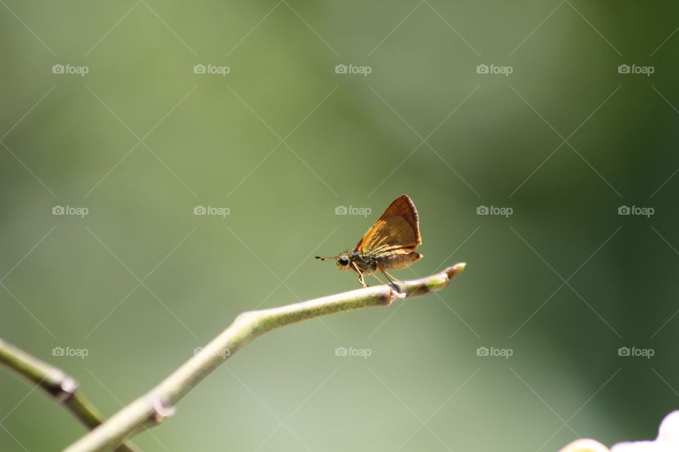 Tiny butterfly on plant twig