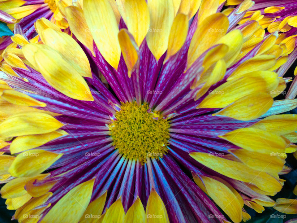 yellow flower purple petals by snook911