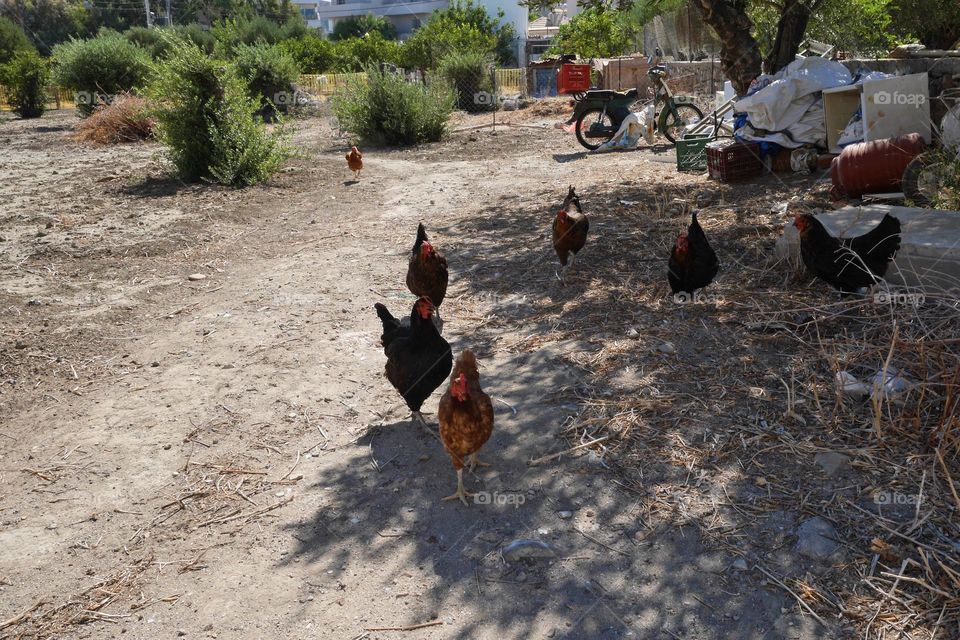 Greek hens in a garden 