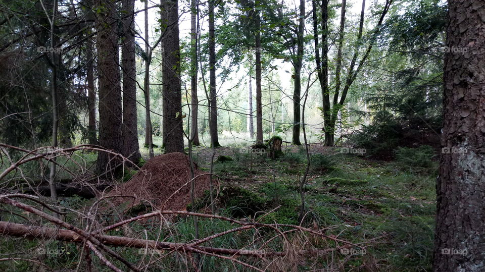 Wald, Ameisenhaufen