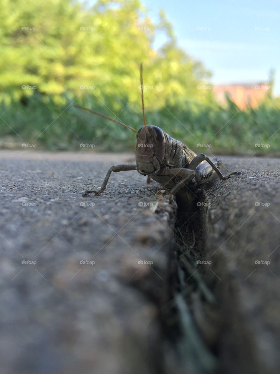 Grasshopper Dan