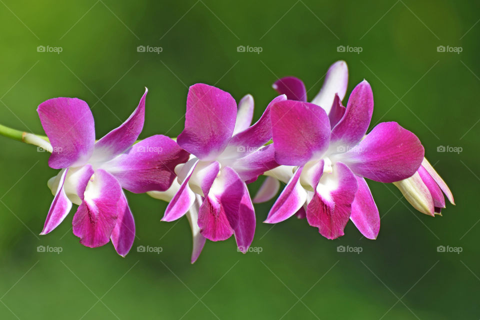 orchid