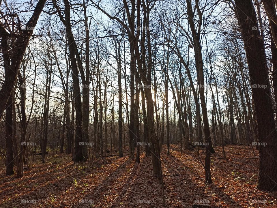 Shadows of the forest